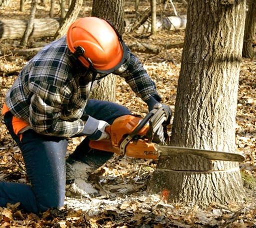 Tree Removal in Wells, MI